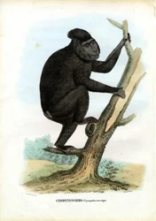 Celebes-aap, 1863-79